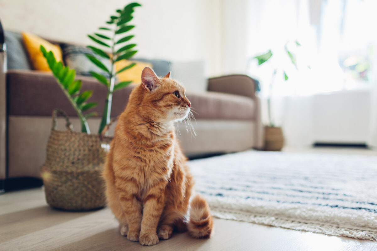 Hauskatze sitzt im Wohnzimmer auf dem Boden