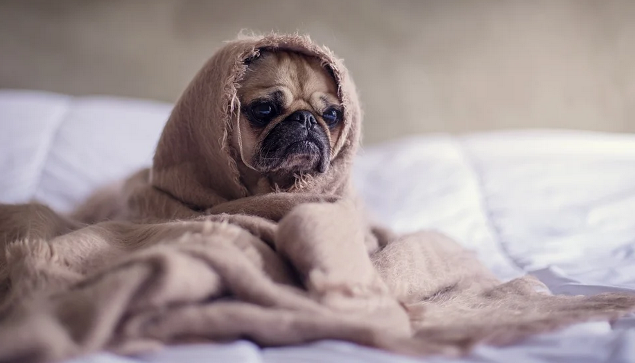 kranker Hund unter Decke. Wo ist das Herrchen?