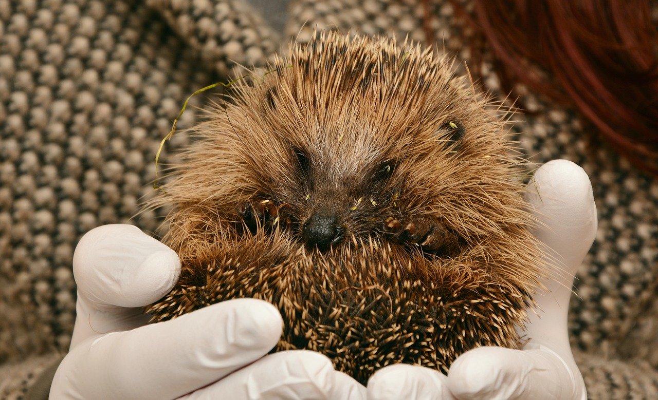 Igel gefunden