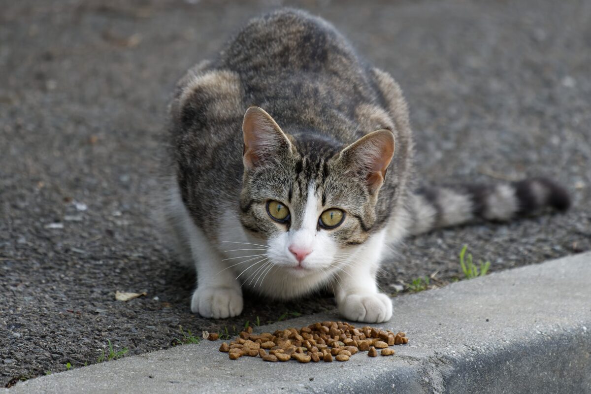 Katze wird vom Nachbarn gefüttert