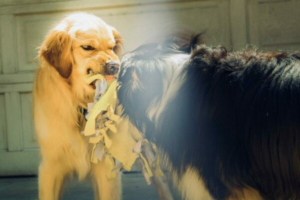 Hund droht anderem Hund vor Beißvorfall