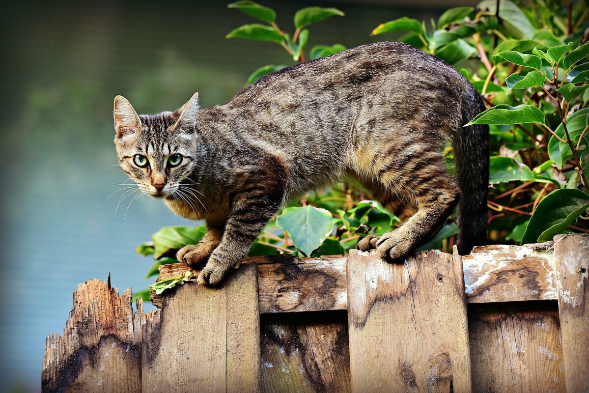 Katze betritt Nachbargrundstück