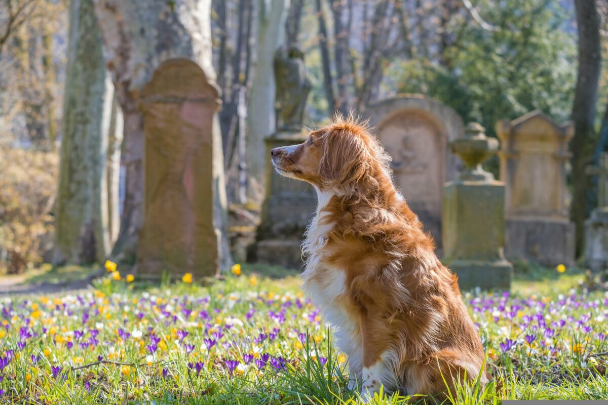 Hund besucht beerdigten Freund