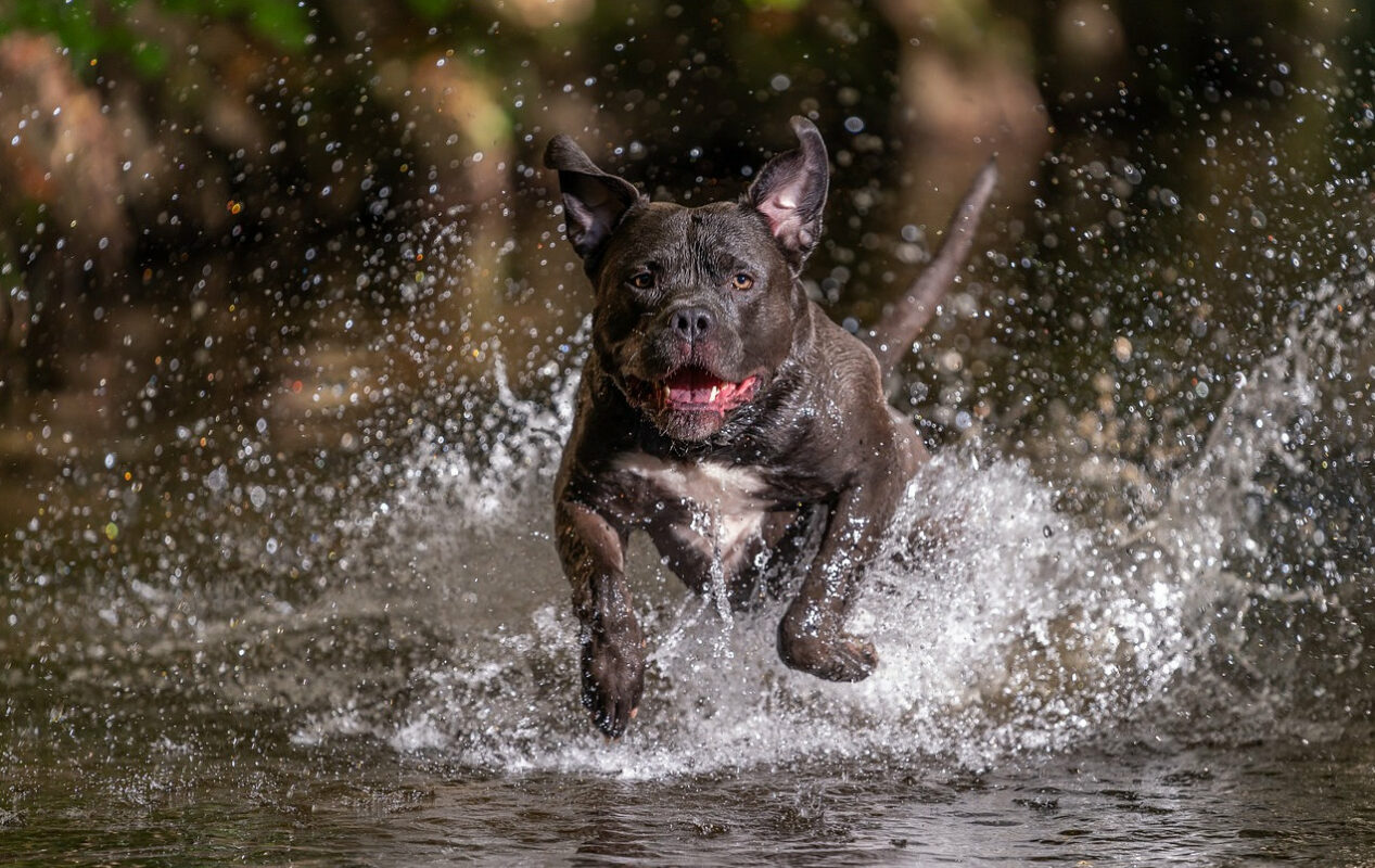 American Bully