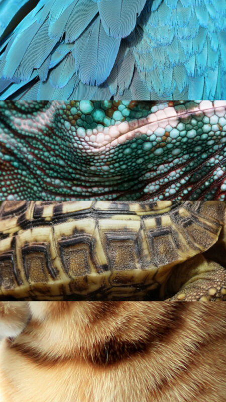 Federn, Schuppen, Panzer und Fell
