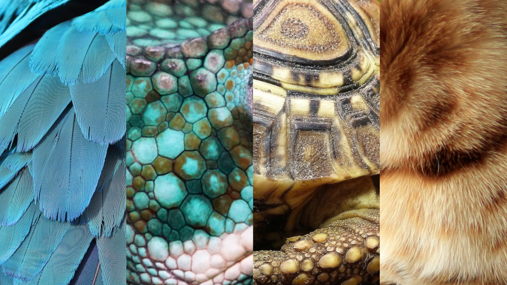 Federn, Schuppen, Panzer und Fell