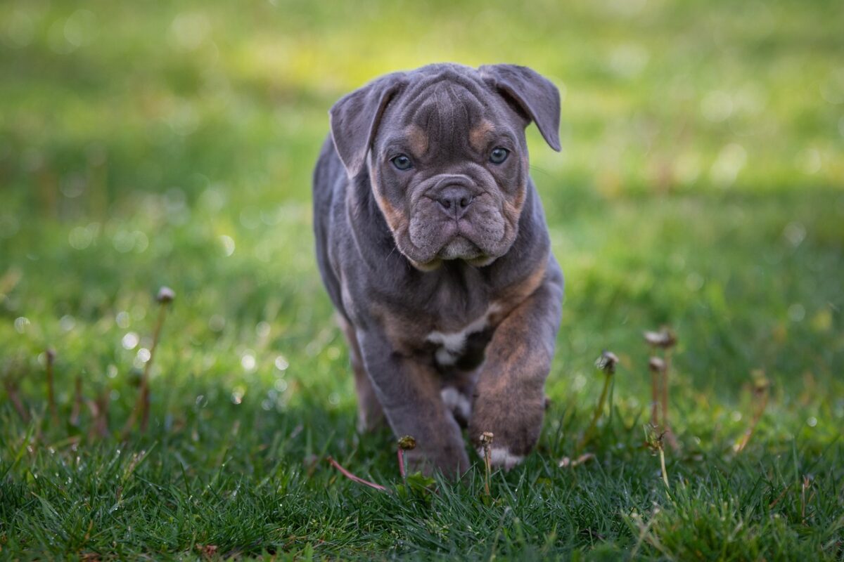 Old English Bulldog