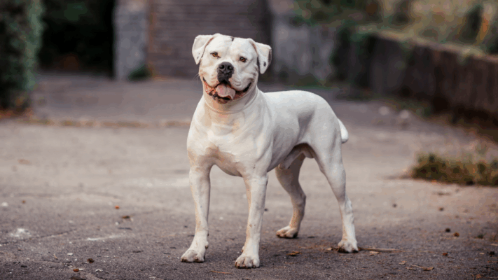 American Bulldog Listenhund